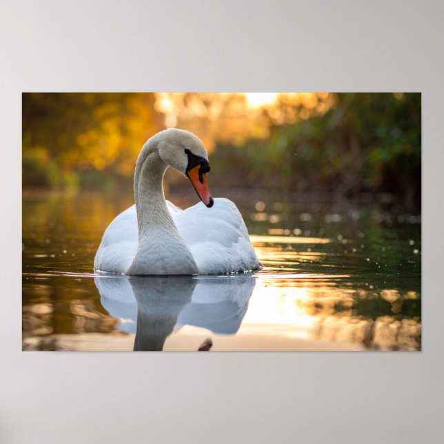 swan poster (Front)