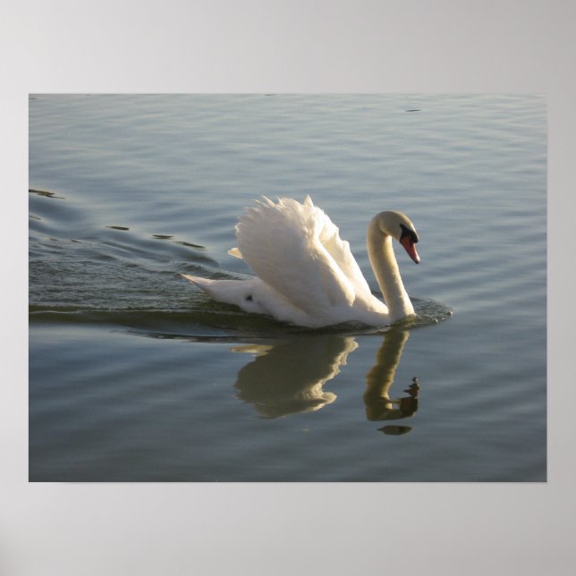 Swan Poster (Front)