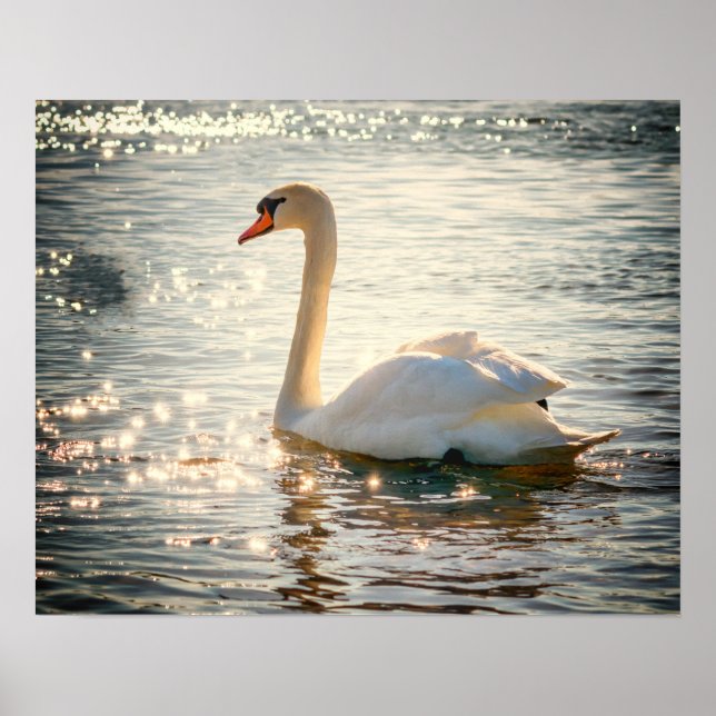 Swan Poster (Front)