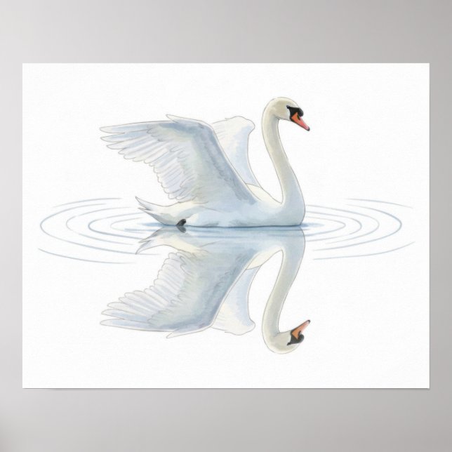 Swan Reflection Poster (Front)