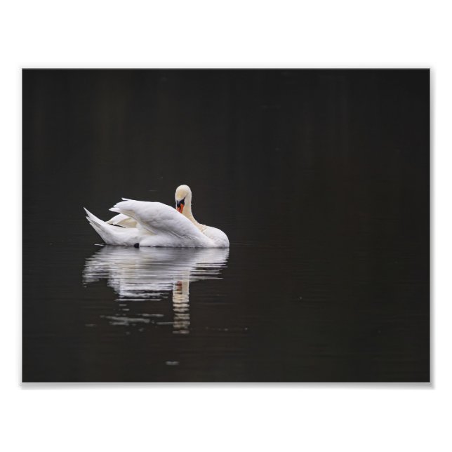 Swan Rest Photo Print (Front)