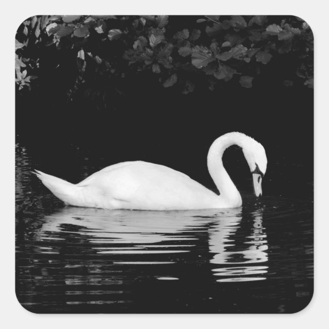 Swan, Roath Park, Cardiff. Square Sticker (Front)