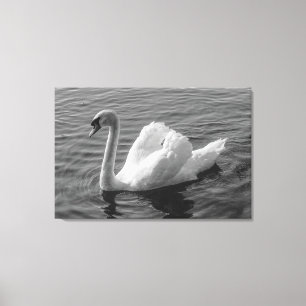 Swan. Roath Park Lake, Cardiff, Wales B&W Canvas P Print