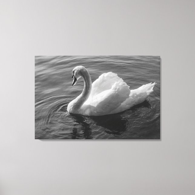 Swan. Roath Park Lake, Cardiff, Wales B&W Canvas Print (Front)