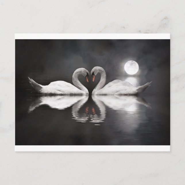 Swan romance postcard (Front)