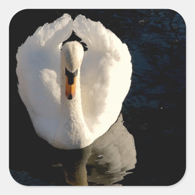 Swan Square Sticker (Front)
