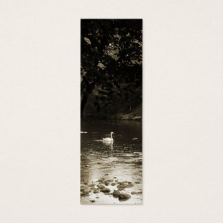 Swan sur le Signet de la rivière