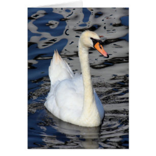 Swan sur un lac