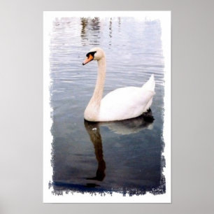 Swan Swans Birds Waterbirds Photography Poster