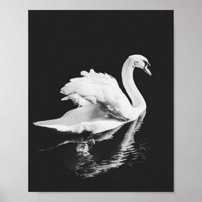 Swan Swimming Black and White Poster (Front)