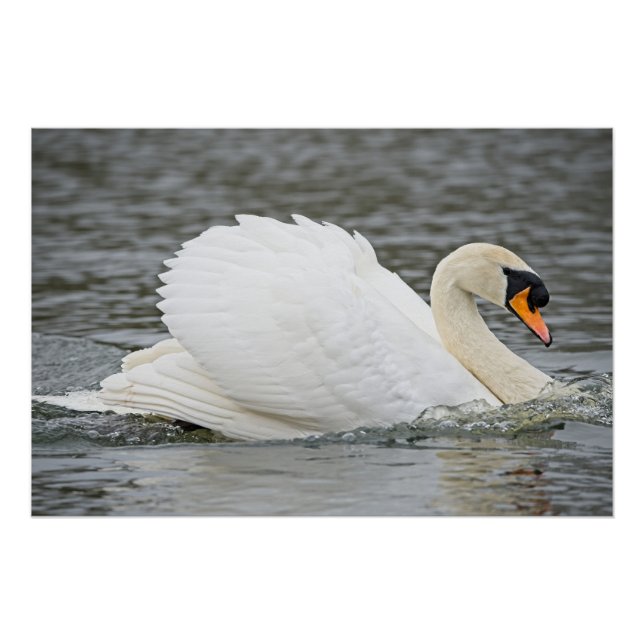 Swan swimming quickly poster (Front)