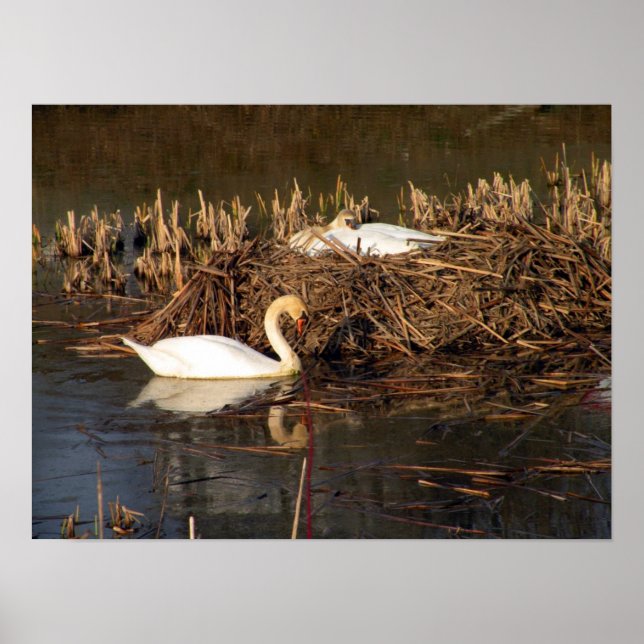 Swan Watching Over His Mate Poster (Front)
