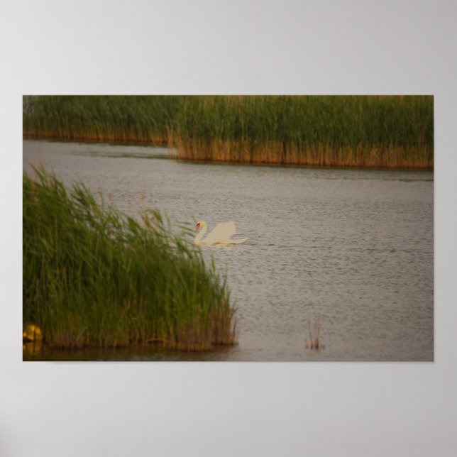 Swan Waterscape Poster (Front)