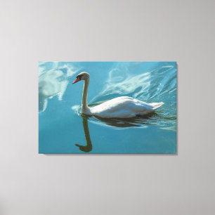 Swan with Cloud Reflections Canvas Print