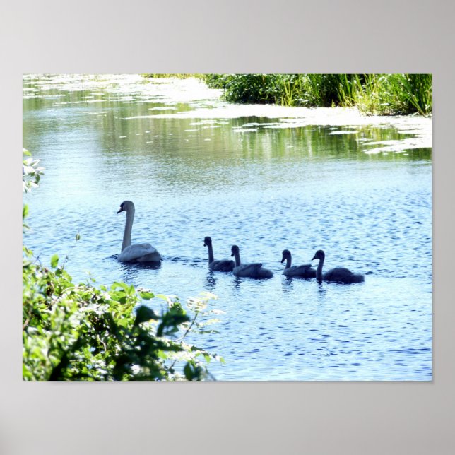 Swan With Cygnets On River. Poster (Front)