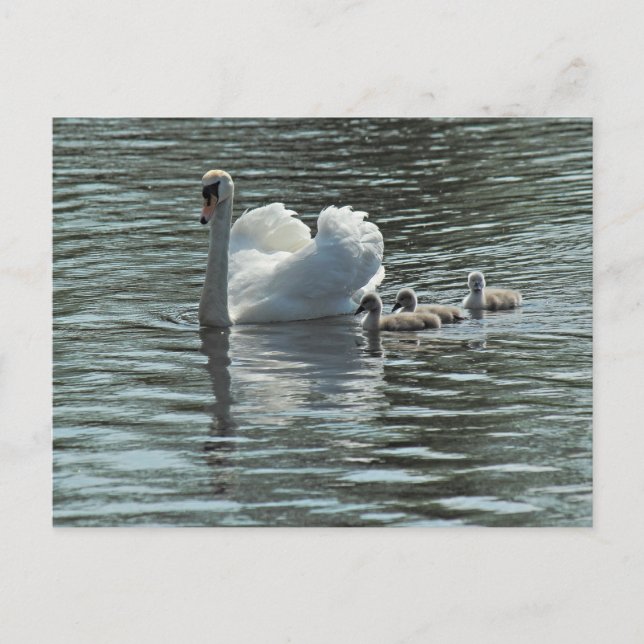 Swan with Cygnets Roath Park Lake, Cardiff, Wales. Postcard (Front)