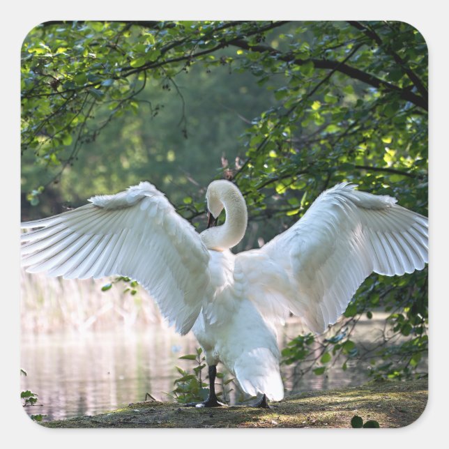 Swan with Wings Spread Square Sticker (Front)