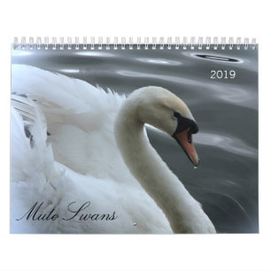 Swans and cygnets calendar