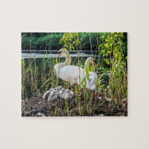 Swans and Cygnets
