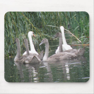 Swans and Cygnets Mousepad