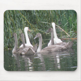 Swans and Cygnets Mousepad