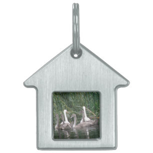 Swans and Cygnets Pet Tag