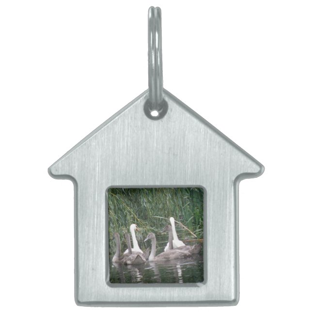 Swans and Cygnets Pet Tag (Front)