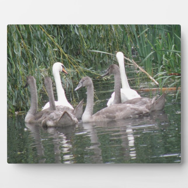 Swans and Cygnets Plaque (Front)