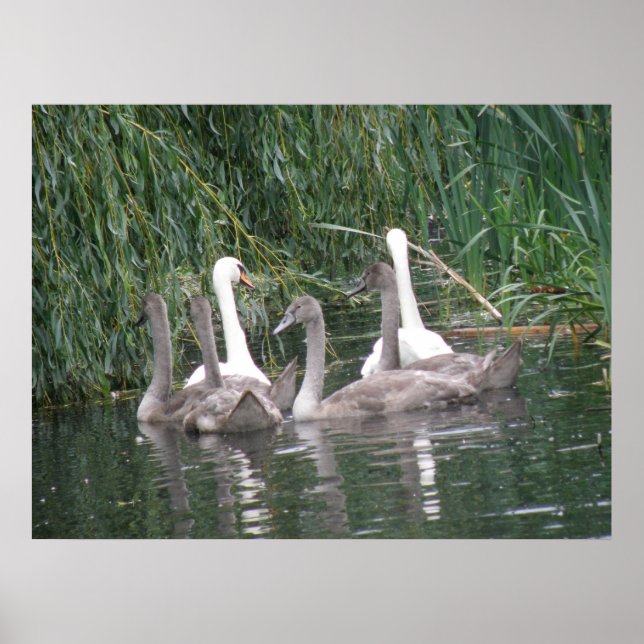 Swans and Cygnets Poster (Front)