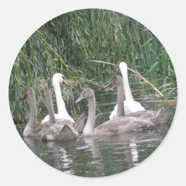 Swans and Cygnets Stickers (Front)