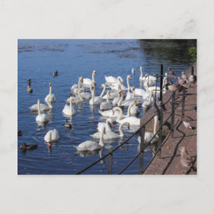 Swans and Other Birds at Roath Park Lake Cardiff Postcard