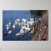 Swans and Other Birds at Roath Park Lake Cardiff