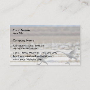 Swans at Klamath Business Card