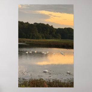 Swans at Sunset Waterscape Poster