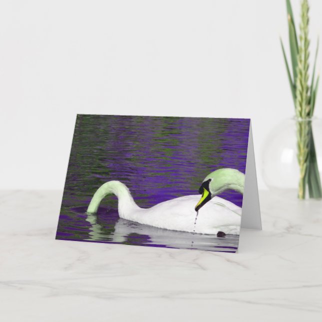 Swans Eating At a Pond in Nebraska All Occasions  Card (Front)