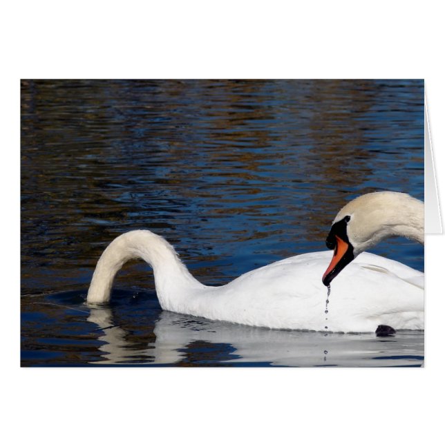 Swans Feeding (Front Horizontal)