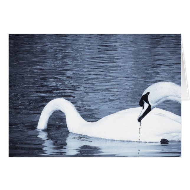 Swans Feeding (Front Horizontal)