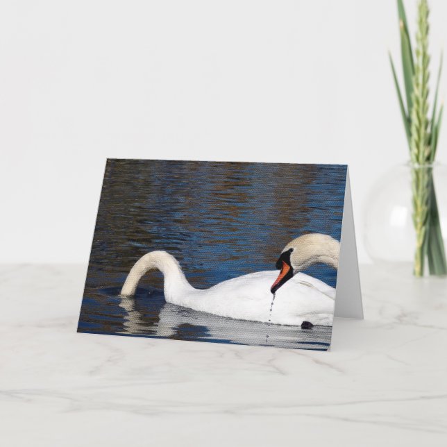 Swans Feeding Card (Front)
