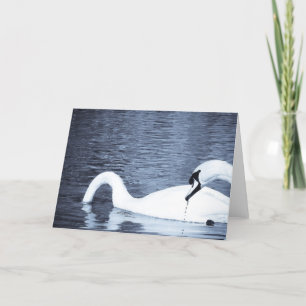 Swans Feeding Card
