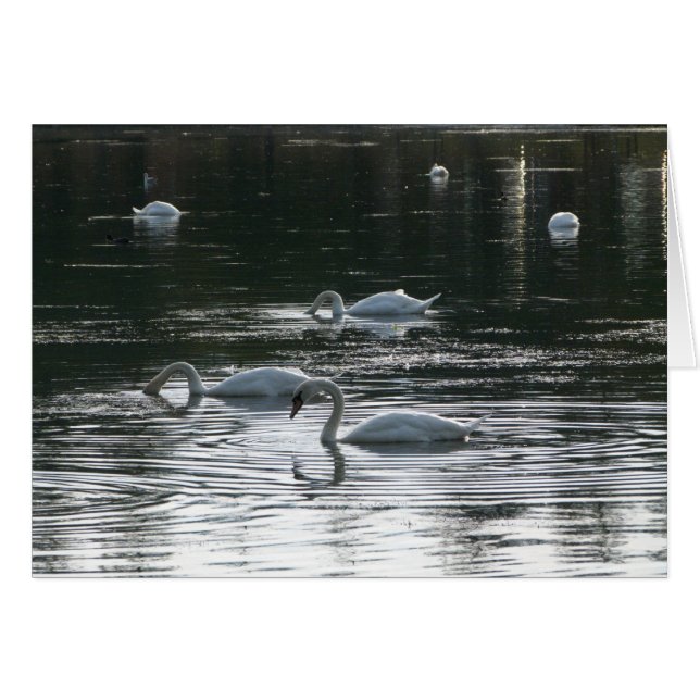 Swans Feeding, Roath Park Lake, Cardiff (Front Horizontal)