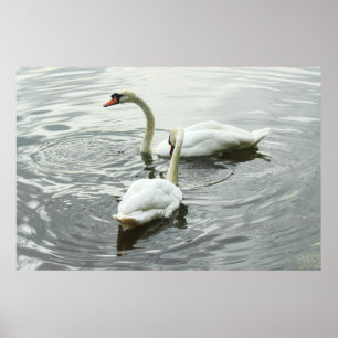 Swans Feeding. Roath Park Lake, Cardiff, Wales Poster