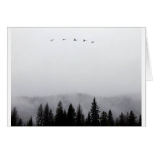 "Swans flying high"