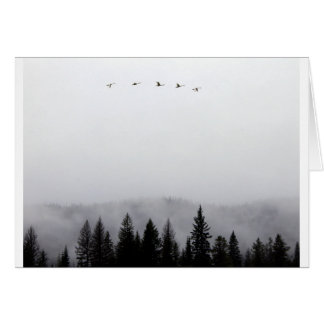 "Swans flying high"