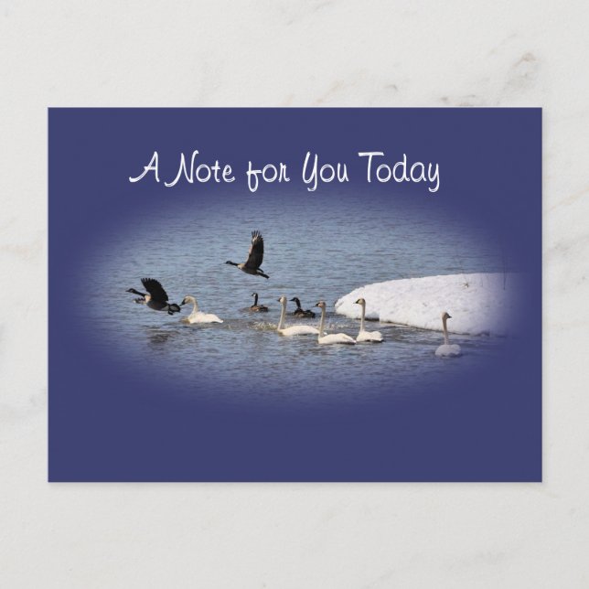 Swans & Geese Postcard-oval- customize Postcard (Front)