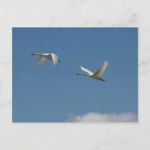 Swans in Flight Postcard