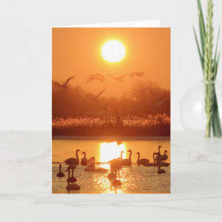 Swans in Lake at Sunset Card