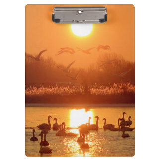Swans in Lake at Sunset Clipboard