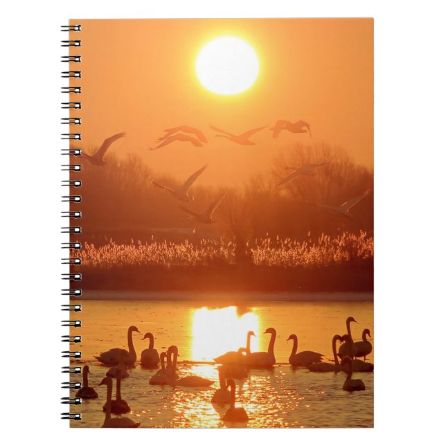 Swans in Lake at Sunset Notebook (Front)
