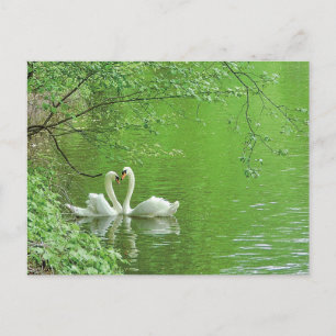 Swans in Love Postcard