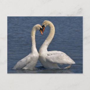 Swans in Love Postcard